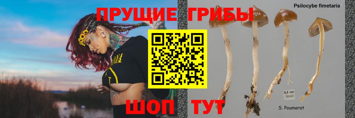 Чебаркуль  Галлюциногенные грибы прущие грибы  Вход с VPN  Псилоцибиновые грибы Psilocybe 